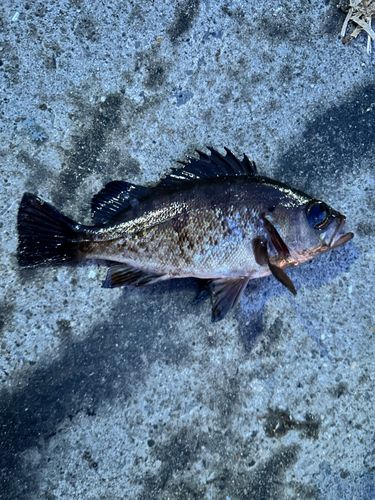 メバルの釣果