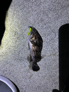 クロソイの釣果