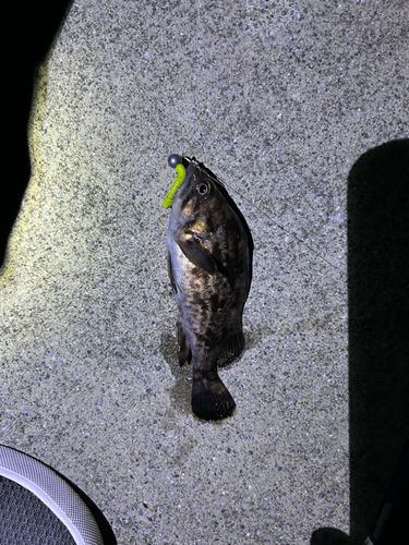 クロソイの釣果