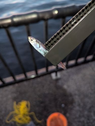 カタクチイワシの釣果