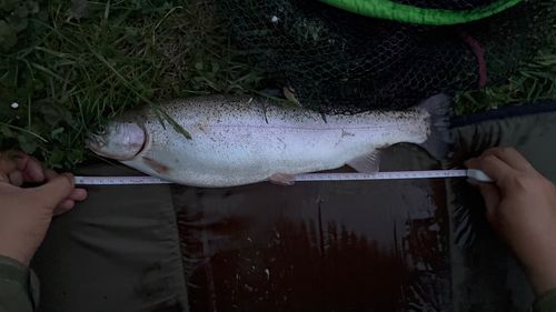 ニジマスの釣果