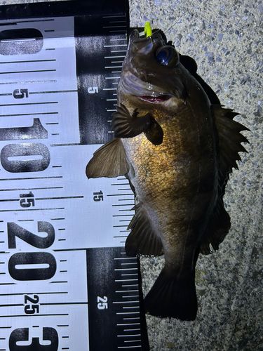 アカメバルの釣果