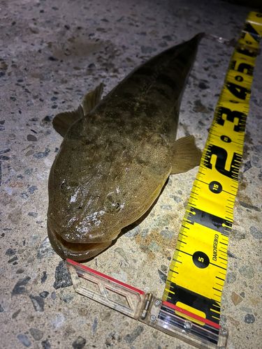 マゴチの釣果