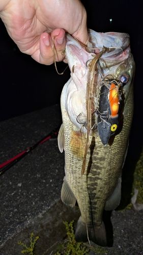 ブラックバスの釣果