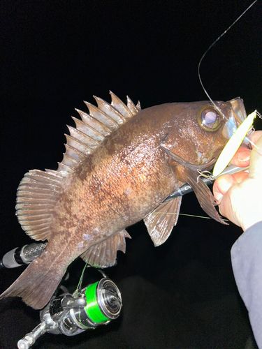シロメバルの釣果