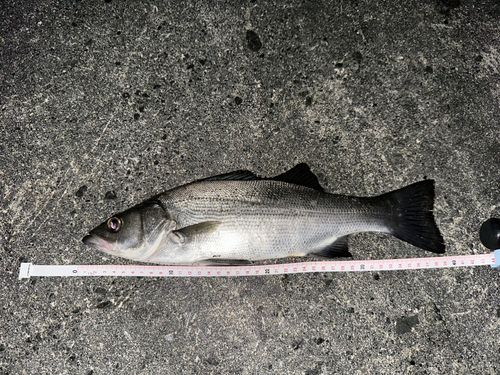 ヒラスズキの釣果