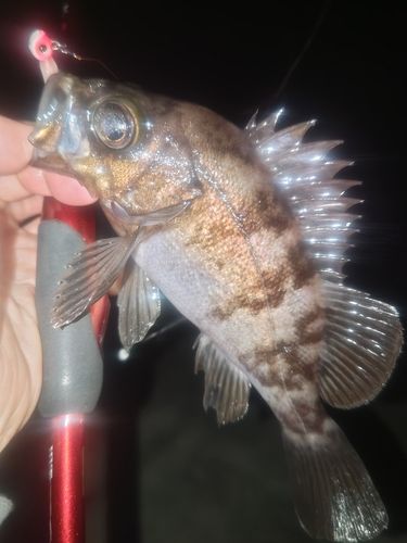 メバルの釣果