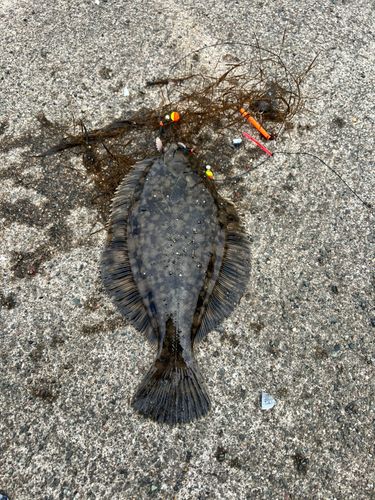 クロガシラガレイの釣果