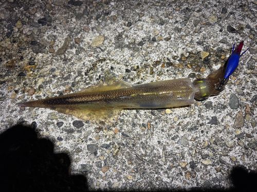 ヤリイカの釣果
