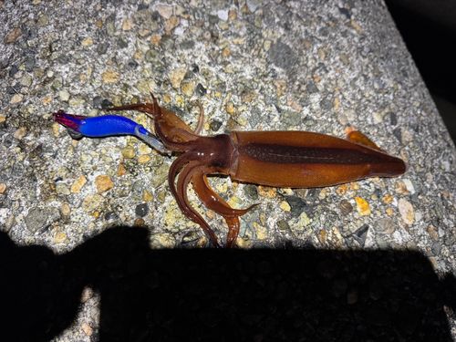 スルメイカの釣果
