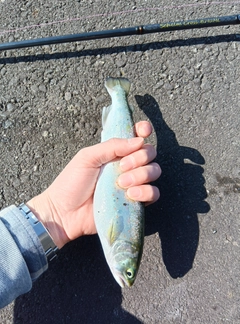 サツキマスの釣果