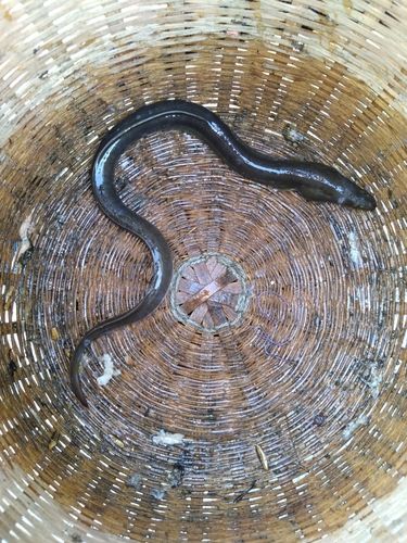 ウナギの釣果