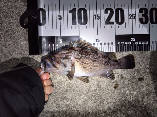 クロソイの釣果