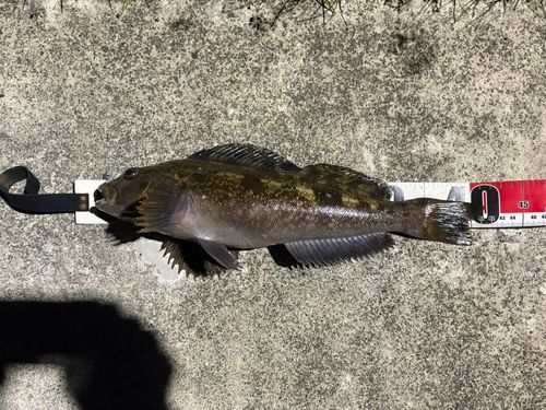 アイナメの釣果