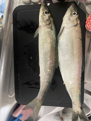 イワシの釣果