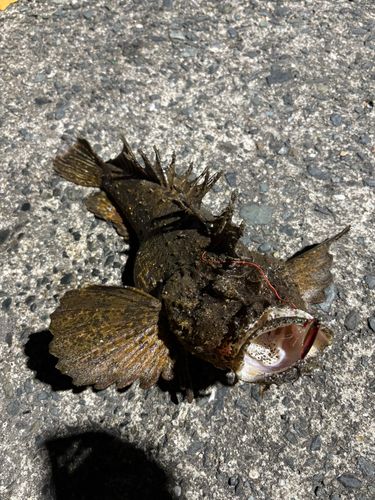 オニオコゼの釣果