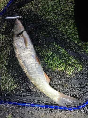 マルタウグイの釣果