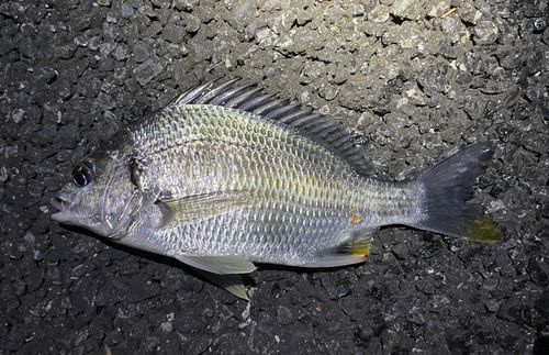 キビレの釣果