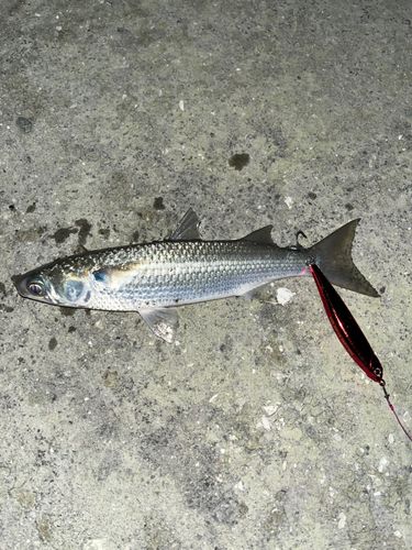 ボラの釣果