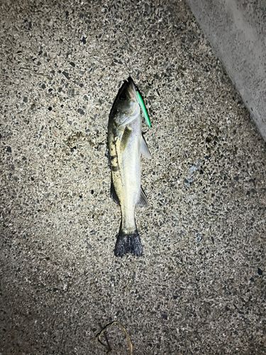 フッコ（マルスズキ）の釣果