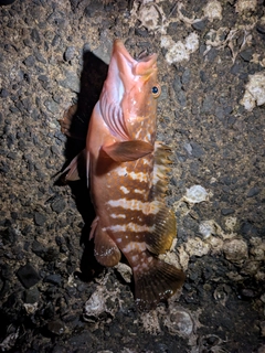 アコウの釣果