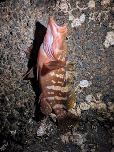 アコウの釣果