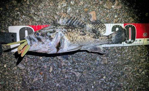 クロソイの釣果