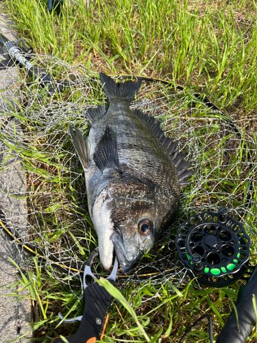 チヌの釣果