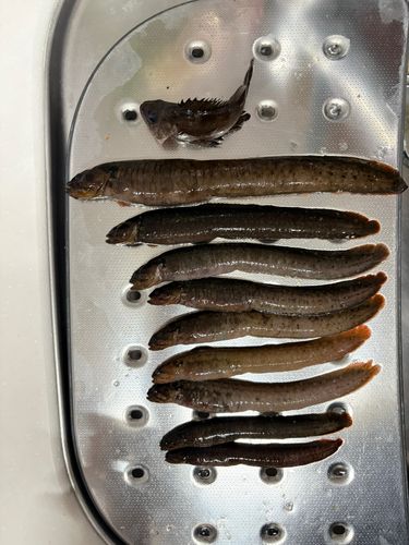 ダイナンギンポの釣果