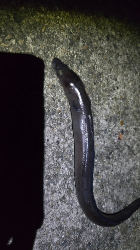クロアナゴの釣果