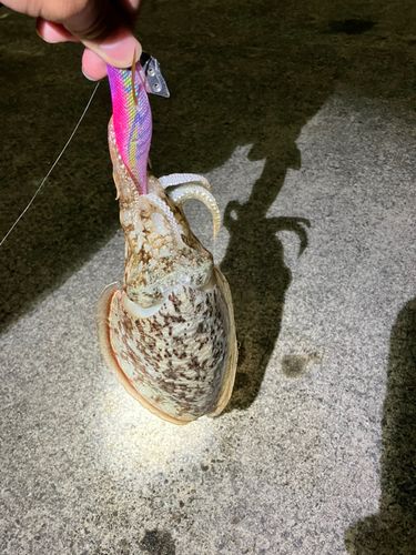 モンゴウイカの釣果