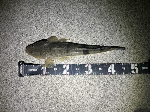 コチの釣果