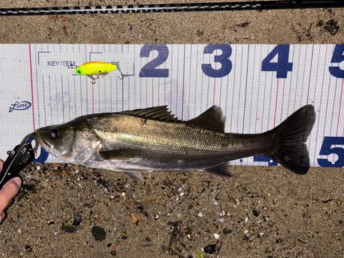 フッコ（マルスズキ）の釣果