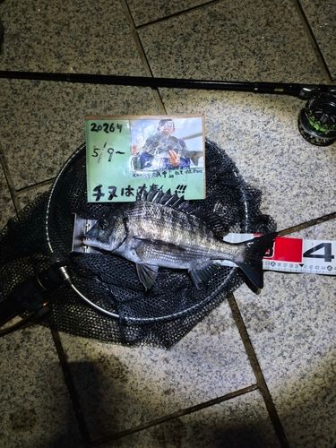 チヌの釣果