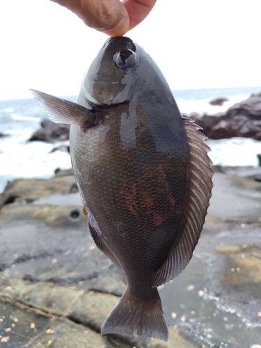 メジナの釣果