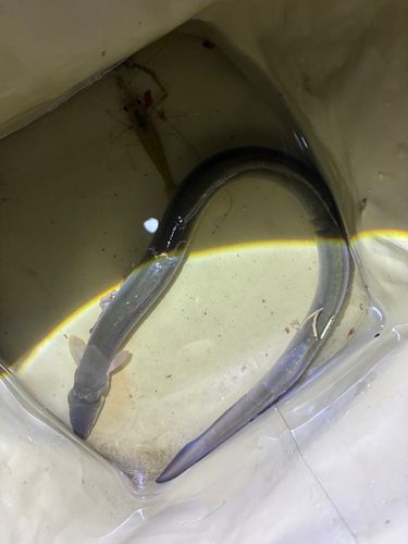 ウナギの釣果
