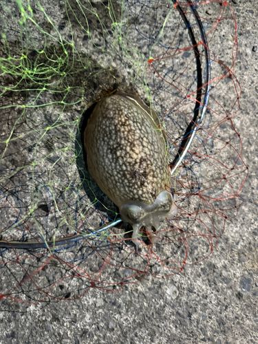 シリヤケイカの釣果