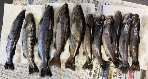 ヤマメの釣果