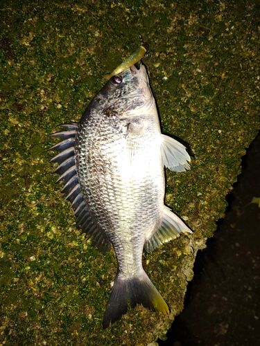 キビレの釣果