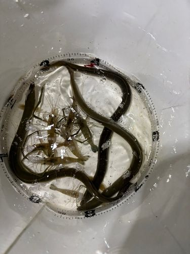 ウナギの釣果