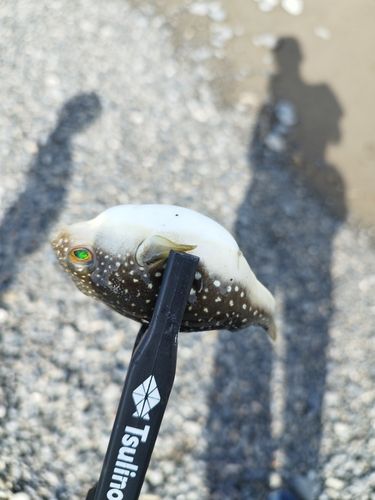 クサフグの釣果