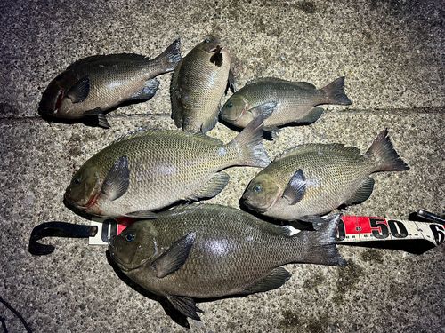 メジナの釣果
