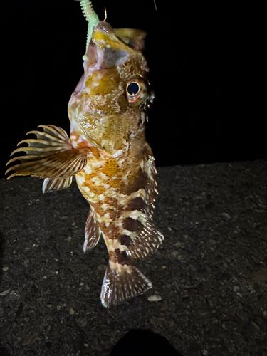 カサゴの釣果