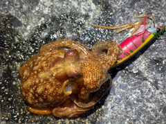 タコの釣果