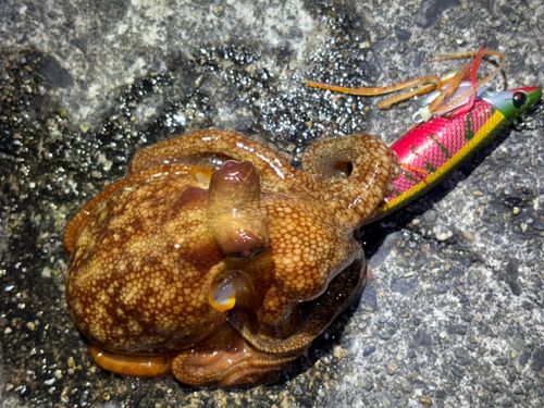 タコの釣果