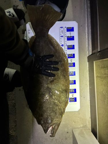 モンゴウイカの釣果