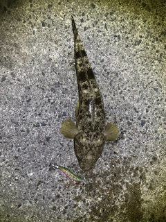 マゴチの釣果