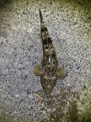 マゴチの釣果