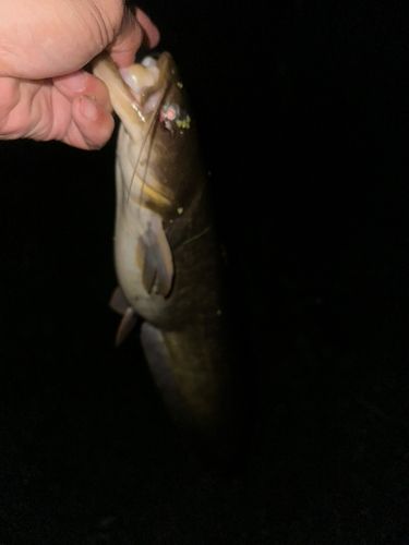 マナマズの釣果