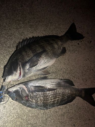クロダイの釣果